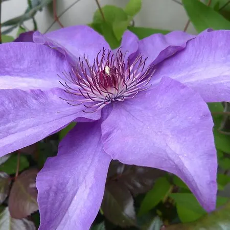 Gasthuis Vocario Pfarrwerfen